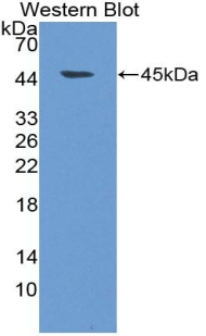 NMS Antibody in Western Blot (WB)