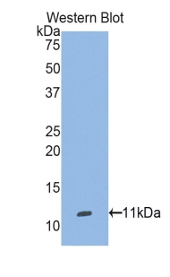 Selenoprotein W Antibody in Western Blot (WB)