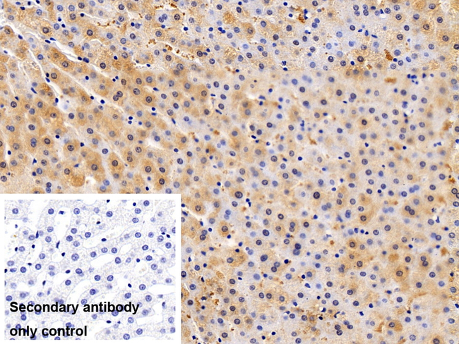 RNASE6 Antibody in Immunohistochemistry (Paraffin) (IHC (P))