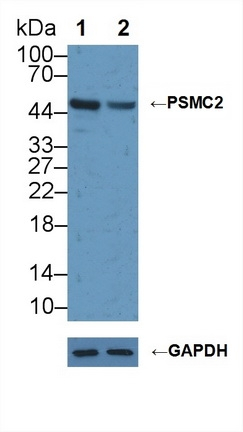 PSMC2 Antibody in Western Blot (WB)