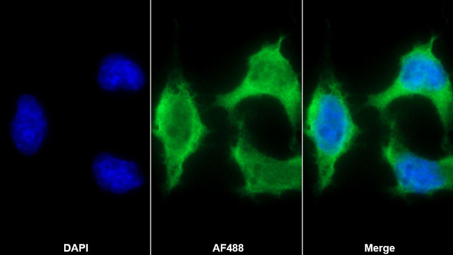 Insulin Antibody in Immunocytochemistry (ICC/IF)