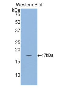 Gastrokine 3 Antibody in Western Blot (WB)