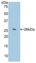WISP2 Antibody in Western Blot (WB)