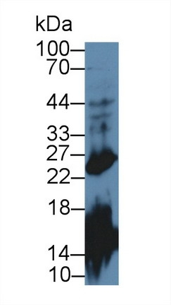 Growth Hormone Antibody in Western Blot (WB)
