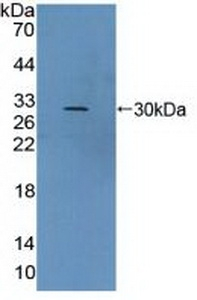 VWA2 Antibody in Western Blot (WB)