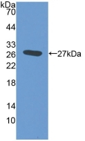 EMILIN2 Antibody in Western Blot (WB)
