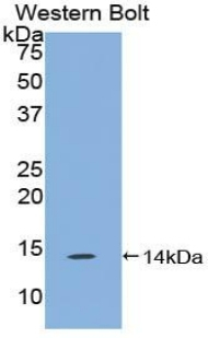 TAFA4 Antibody in Western Blot (WB)
