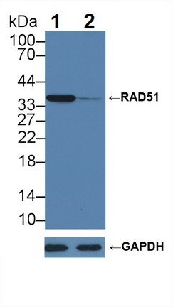 RAD51 Antibody in Western Blot (WB)