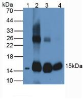 HBB Antibody in Western Blot (WB)