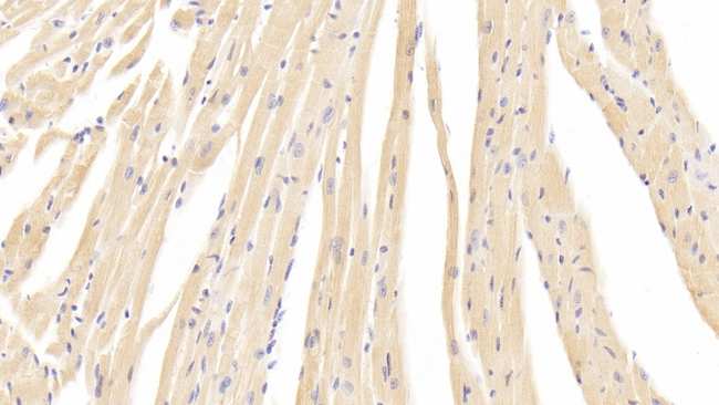 CaV1.2 Antibody in Immunohistochemistry (Paraffin) (IHC (P))