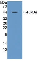 PRM2 Antibody in Western Blot (WB)