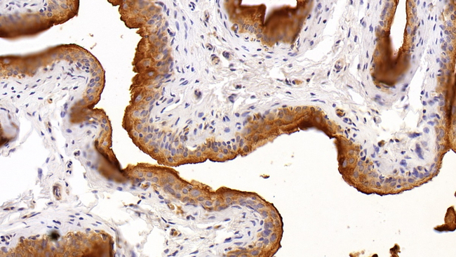 UPK2 Antibody in Immunohistochemistry (Paraffin) (IHC (P))