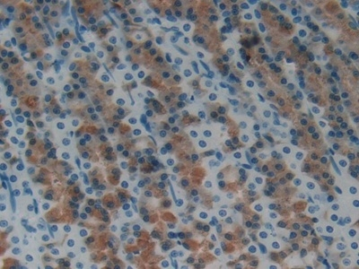 HAMP Antibody in Immunohistochemistry (Paraffin) (IHC (P))
