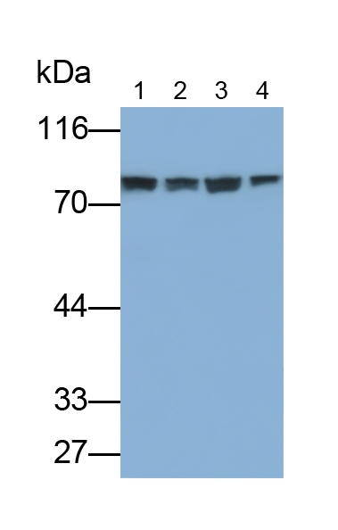PAK4 Antibody in Western Blot (WB)