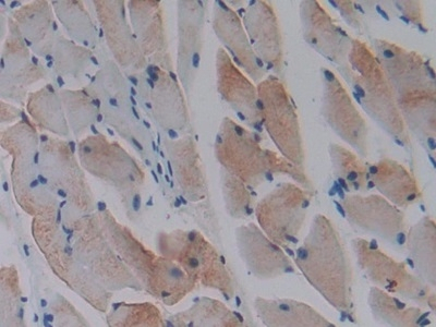 MIP-1 gamma Antibody in Immunohistochemistry (Paraffin) (IHC (P))