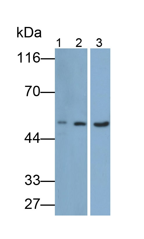 CD19 Antibody in Western Blot (WB)