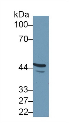 Fibulin 7 Antibody in Western Blot (WB)