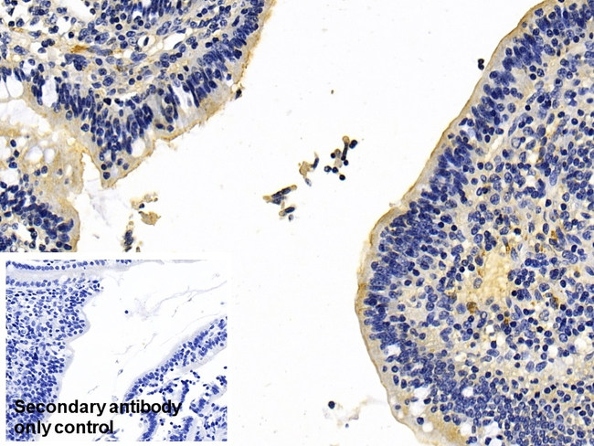 MGAM Antibody in Immunohistochemistry (Paraffin) (IHC (P))
