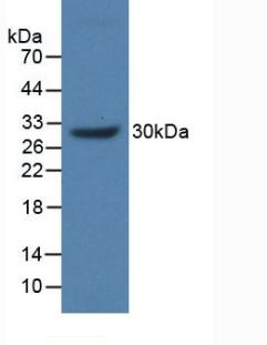 MUC17 Antibody in Western Blot (WB)
