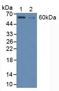 HSF1 Antibody in Western Blot (WB)