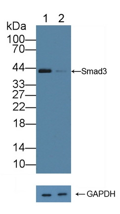SMAD3 Antibody in Western Blot (WB)