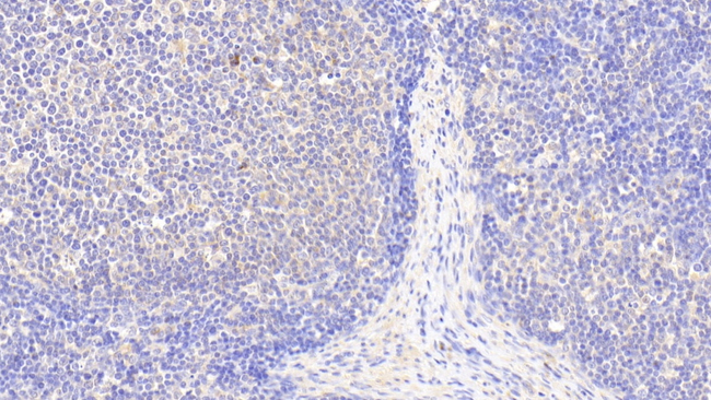 S100Z Antibody in Immunohistochemistry (Paraffin) (IHC (P))