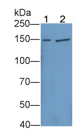 PTGFRN Antibody in Western Blot (WB)