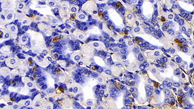Human IgG4 Antibody in Immunohistochemistry (Paraffin) (IHC (P))