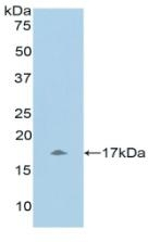 UCN3 Antibody in Western Blot (WB)