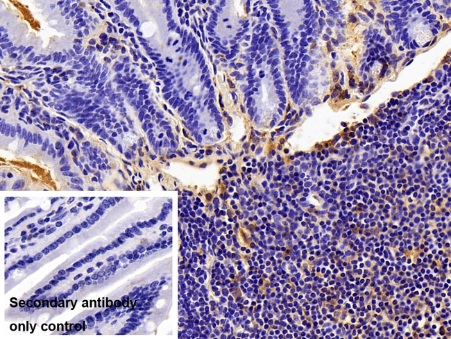 FCN1 Antibody in Immunohistochemistry (Paraffin) (IHC (P))