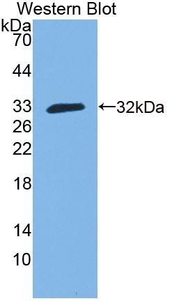 GBP3 Antibody in Western Blot (WB)