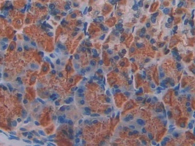 KLB Antibody in Immunohistochemistry (Paraffin) (IHC (P))