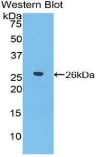 DSPG3 Antibody in Western Blot (WB)