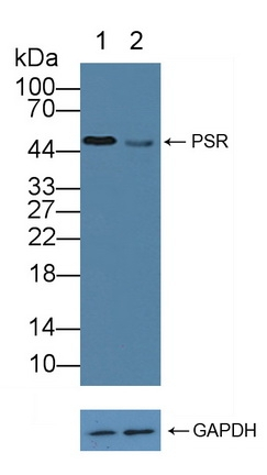 JMJD6 Antibody in Western Blot (WB)