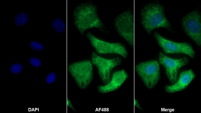IFN alpha Antibody in Immunocytochemistry (ICC/IF)