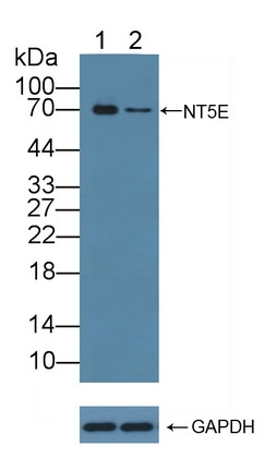 CD73 Antibody in Western Blot (WB)