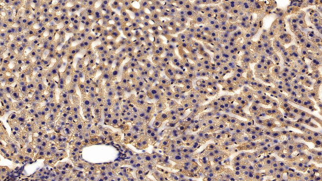HRG Antibody in Immunohistochemistry (Paraffin) (IHC (P))