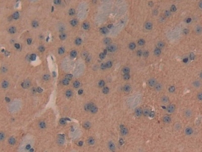PMCA2 ATPase Antibody in Immunohistochemistry (Paraffin) (IHC (P))