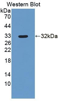 OASL Antibody in Western Blot (WB)