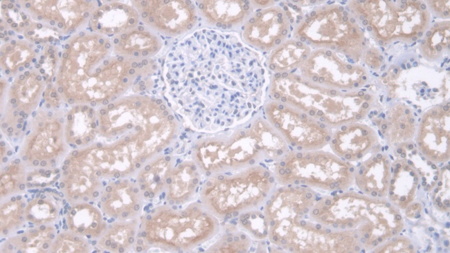IDUA Antibody in Immunohistochemistry (Paraffin) (IHC (P))