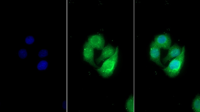 Uromodulin Antibody in Immunocytochemistry (ICC/IF)