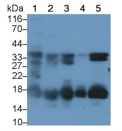 Syndecan 4 Antibody in Western Blot (WB)