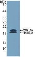 L-Ficolin Antibody in Western Blot (WB)