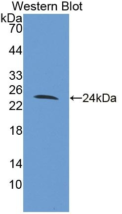 FAM20A Antibody in Western Blot (WB)