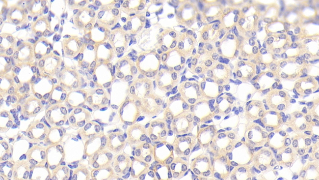 SFXN1 Antibody in Immunohistochemistry (Paraffin) (IHC (P))