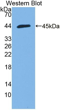 HMCN1 Antibody in Western Blot (WB)