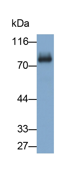 SIGLEC10 Antibody in Western Blot (WB)
