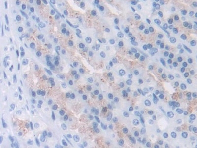 Meteorin Antibody in Immunohistochemistry (Paraffin) (IHC (P))