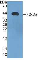 SCGB1D2 Antibody in Western Blot (WB)