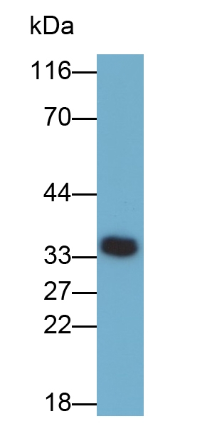 SCF Antibody in Western Blot (WB)